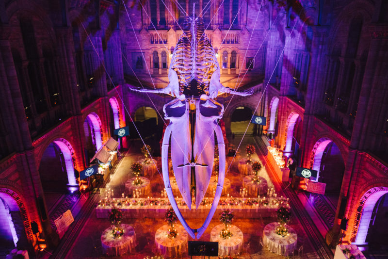 The whale skeleton at Natural History Museum